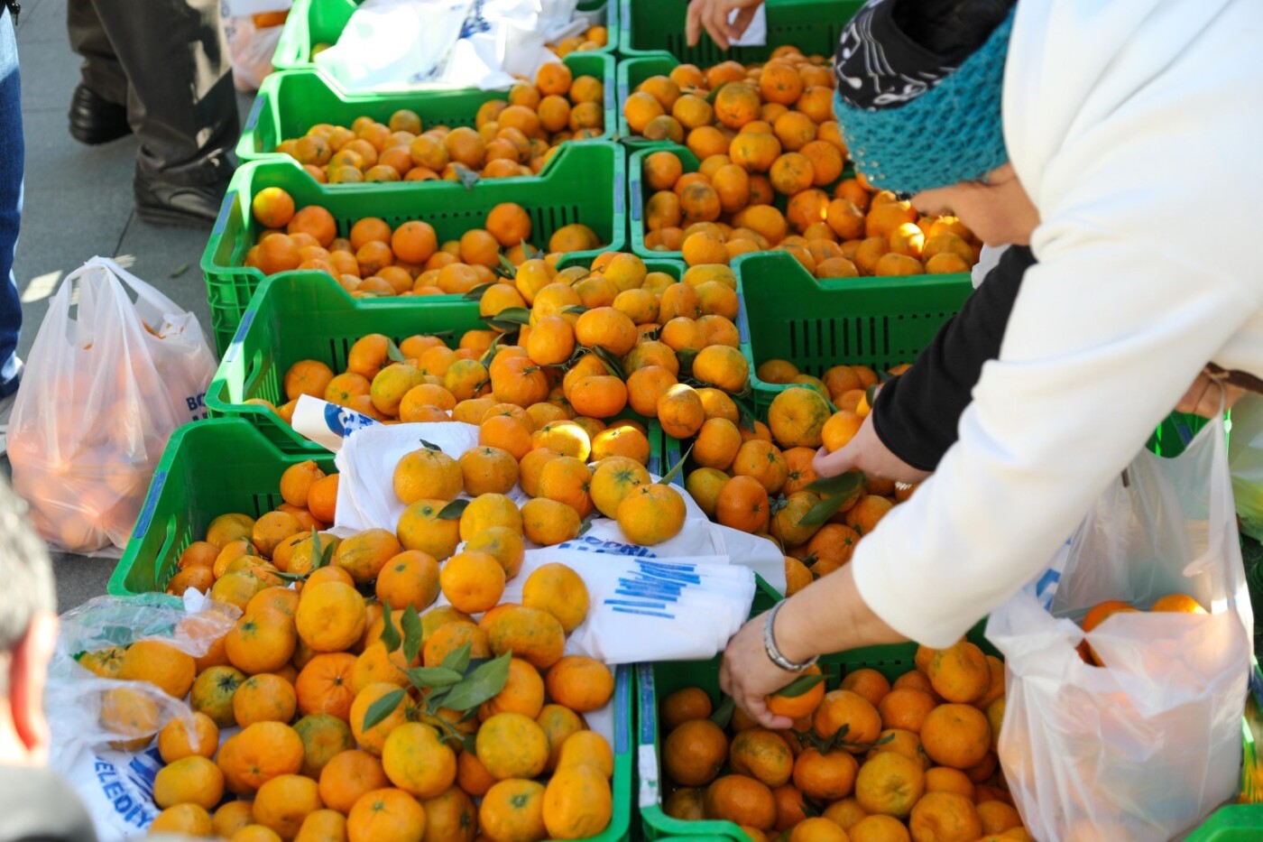 belediye meydanında mandalina dağıtımı (11)