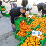 belediye meydanında mandalina dağıtımı (6)